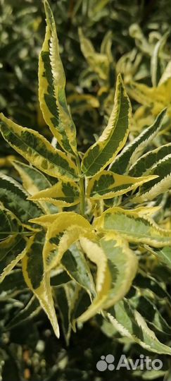 Форзиция, спирея, бузина чёрная и другие