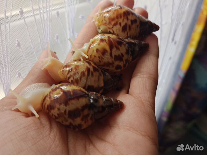 Улитки ахатины бесплатно