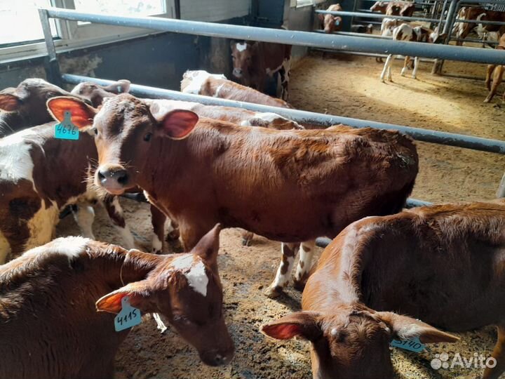 Бычки и телята