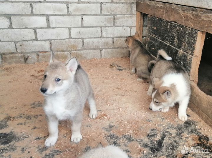 Лайки щенков продам