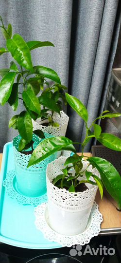 Лимонное дерево