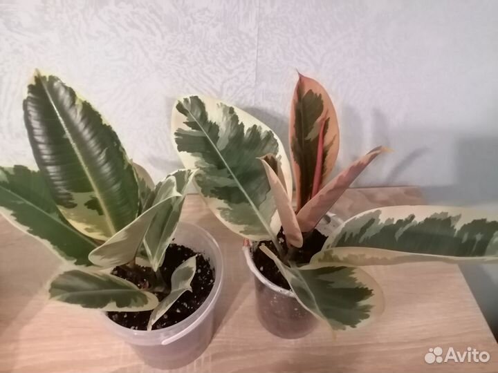 Фикус Тинеке