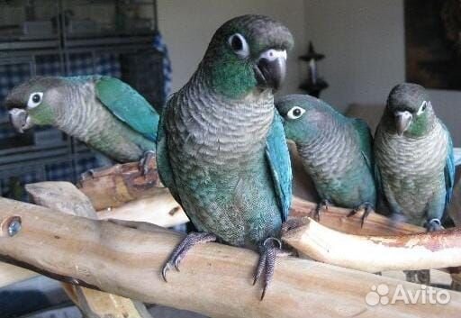 Попугай синяя пиррура с клеткой