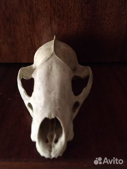 Череп натуральный барсук
