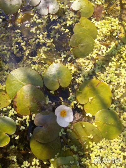 Рассада растений для пруда