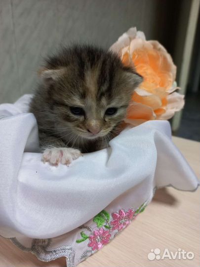 Отдам котят в заботливые и добрые руки