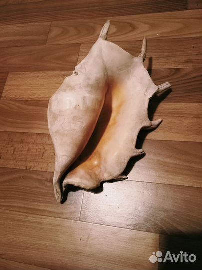 Крупная ракушка