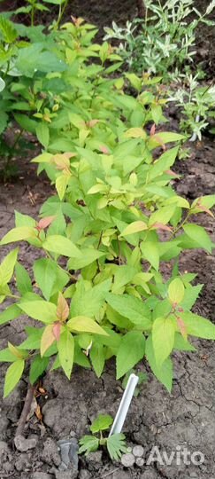 Спиреи Серая Флейм Вангутта