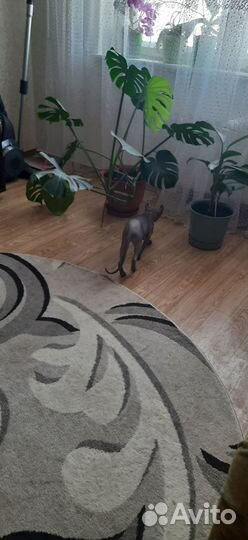 Кошка сфинкс