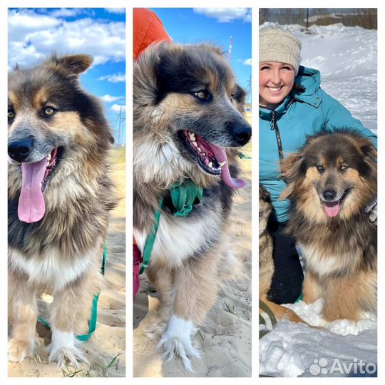 Пристрой животных