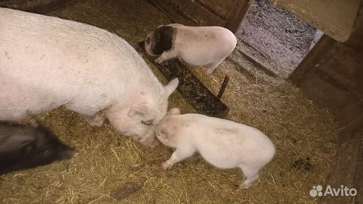 Вьетнамские поросята