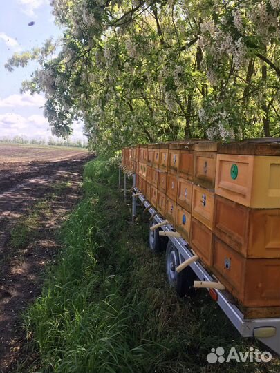 Мёд Майский, Акация, Донник, Разнотравье, Крем-мёд