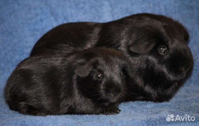 Морские свинки чёрные английские селфы