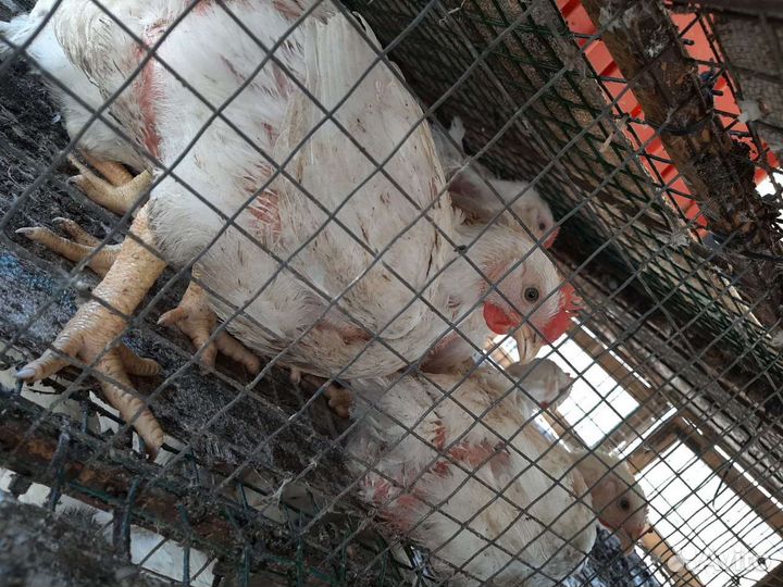 Бройлеры забойные росс 308