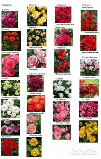 Розы рассада