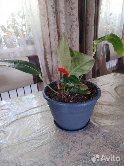 Антуриум шерцера