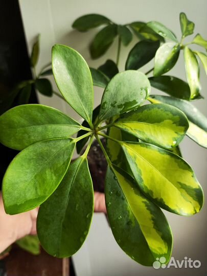 Шефлера вариегатная