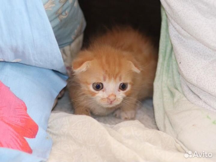 Котенок ищет дом