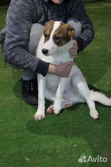 Щенок подросток ищет дом