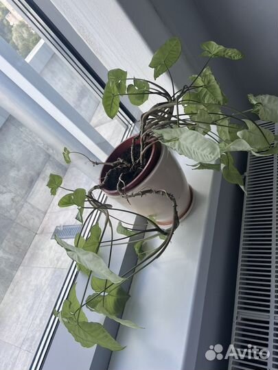 Домашнее растение сингониум