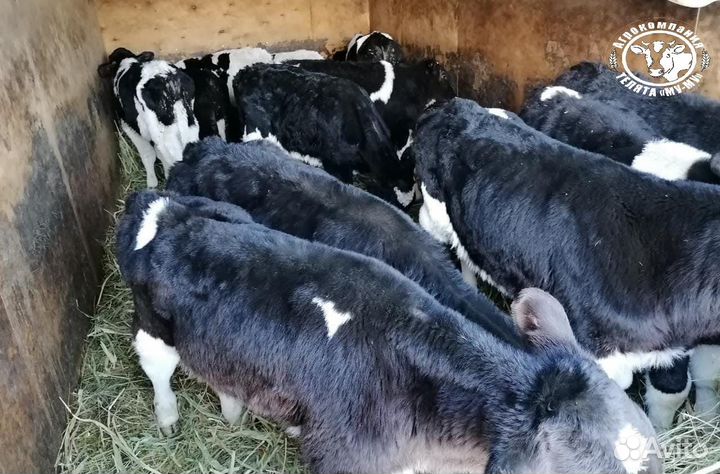 Телята бычки