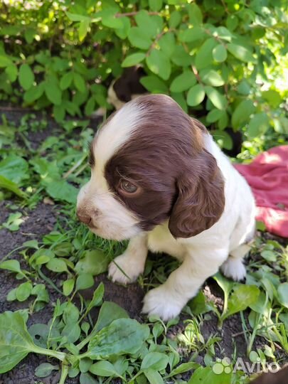 Русский охотничий спаниель. Щенки