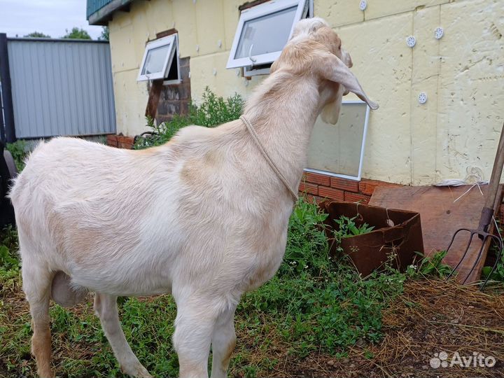 Козёл случка продажа