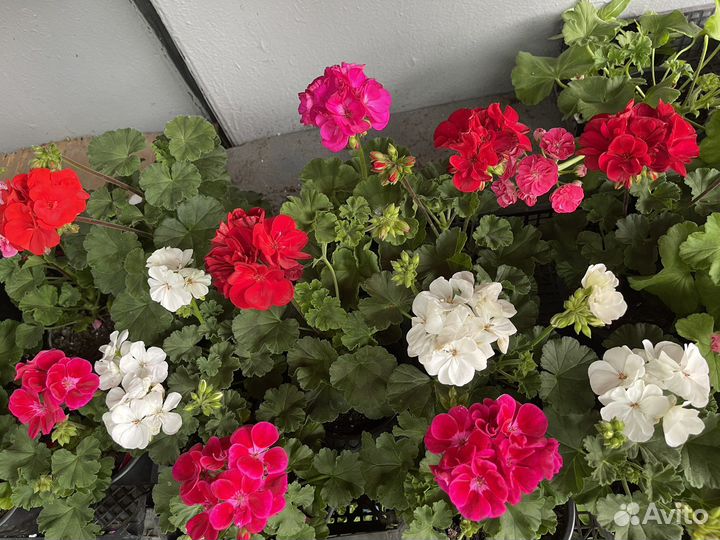 Пеларгония герань межвидовая