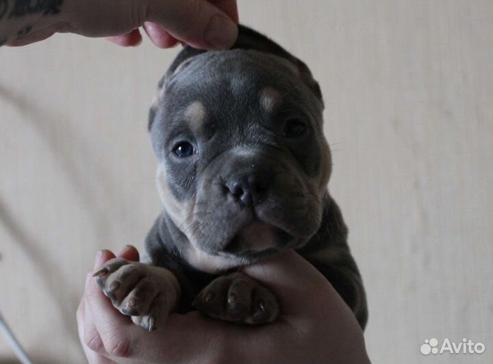 Красавец мужчина