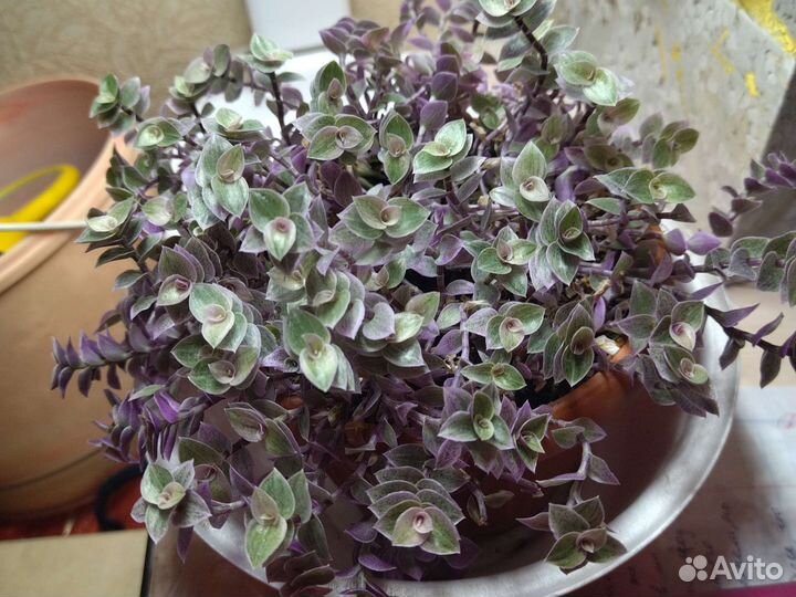 Каллизия розовая пантера