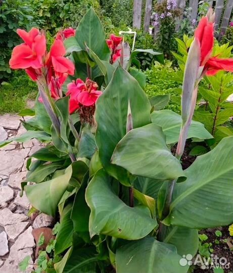 Канна пророщенная