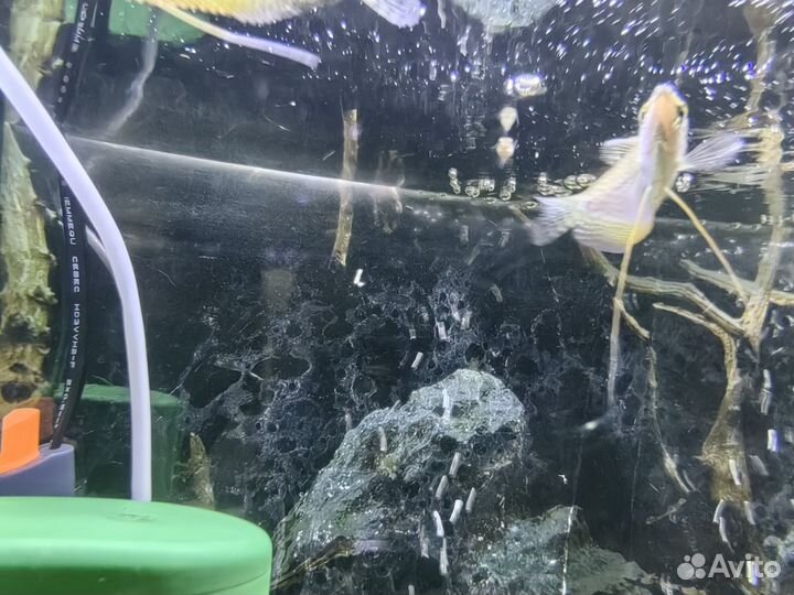 Гурами жемчужный