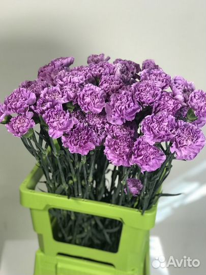 Диантус Moonaqua