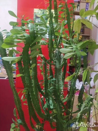 Молочай трехгранный