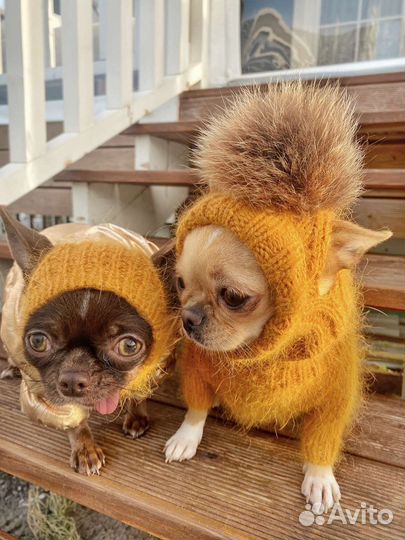 Одежда для собак и кошек