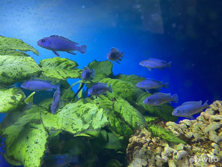 Псевдотрофеус пиндани, Принцесса Бурунди,анцитрус