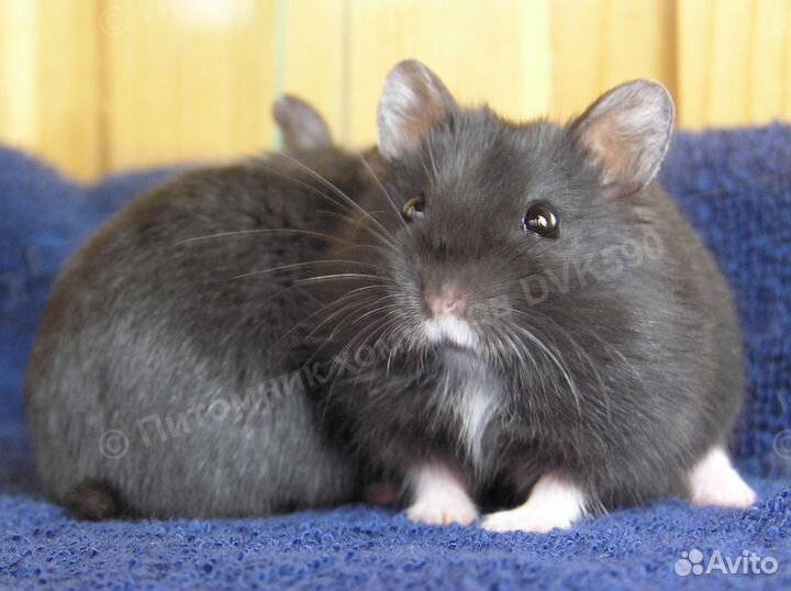 Хомячок с белым галстучком и носочками (питомник)