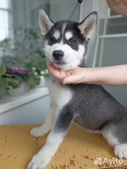 Щенок хаски