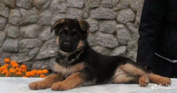 Отборные щенки