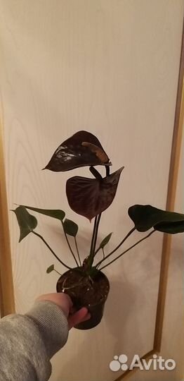 Антуриум Фэнтези Лав 