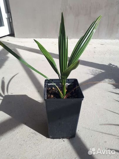 Пальмы финиковые в контейнерах