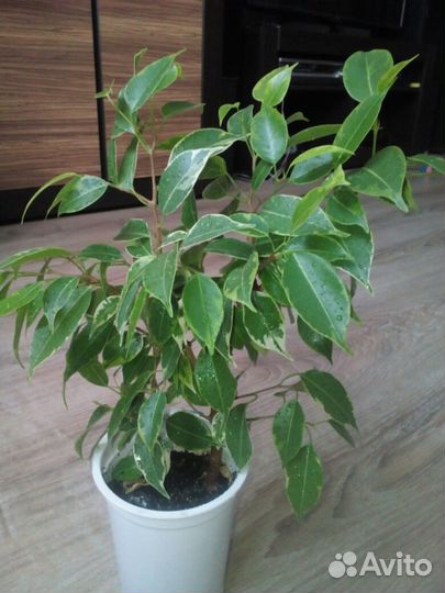 Укорененные черенки фикуса