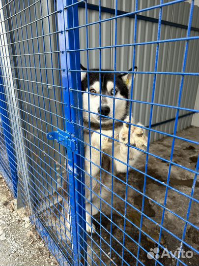 Метисы хаски и лаек скоро окажутся на улице