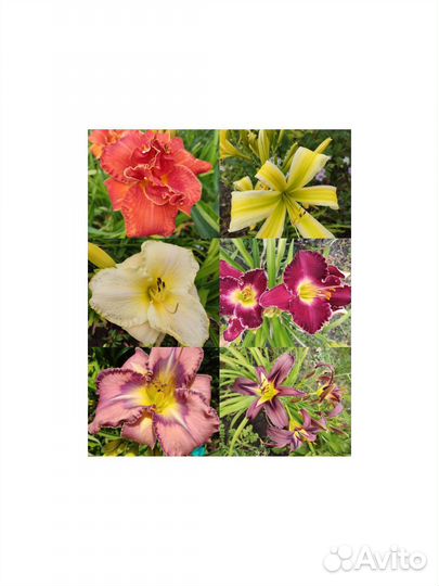 Лилейники сортовые