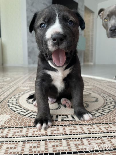 Щенки стаффорда