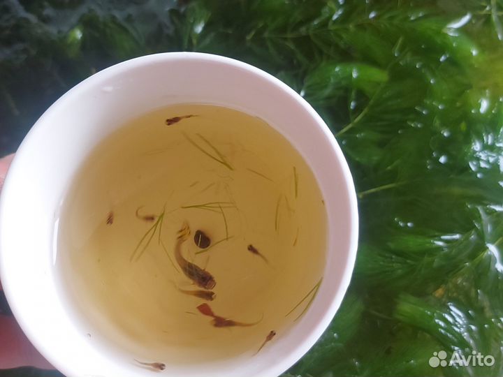 Рыбки гуппи