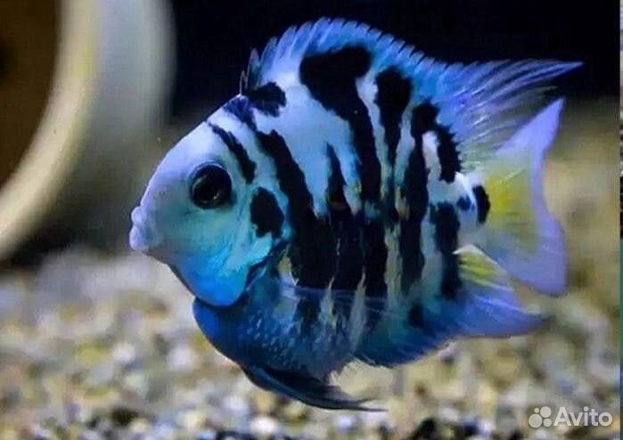 Рыбка сапфировый попугай