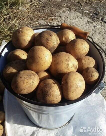 Картофель домашний