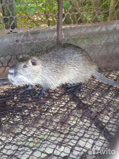 Животные грызуны