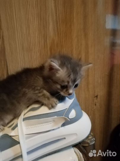 Котята в добрые руки, девочки, кушают все